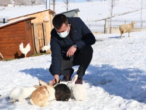 Sokak hayvanlarının sıcak yuvası