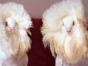 Ev araba parasına güvercin