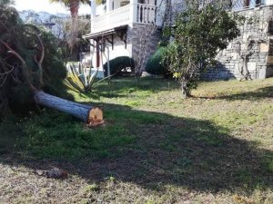 Deniz manzarasını kapatıyor diye ağaçları kestiler