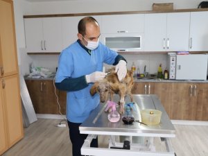Seydikemer Belediyesi hasta köpeğe sahip çıktı