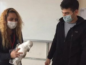 Misinaya dolanan martı, kurtarılarak tedavi edildi