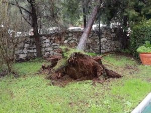 Marmaris’te yağmur ve fırtına ağaçları devirdi
