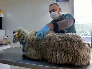 Bataklığa saplanan koyun kurtarıldı