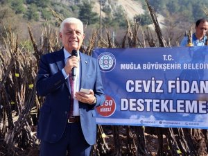 Büyükşehir 77 bin ceviz fidanı dağıttı