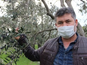 Manisa’da zeytin üreticisinin yüzü güldü