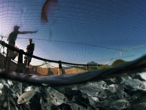 Egeli balıkçılardan ihracat başarısı