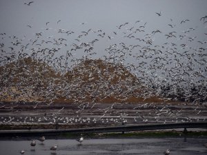 Martıların rüzgarla dansı görüntülendi
