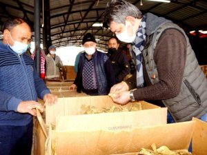 Sarıgöl’de tütün alımlarına başlandı