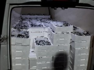 Gürpınar Su Ürünleri Hali’nde 3 ton balığa el konuldu