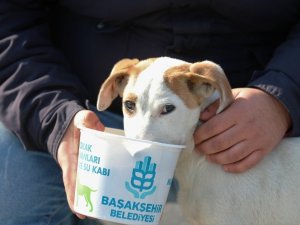 Başakşehir Belediyesi’nden can dostlarına 1 ton mama