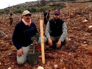 Çeşme’de yanan alanlara sakız fidanları dikiliyor