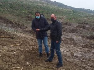 Didim’de erkenci kayısı fidanları toprakla buluştu