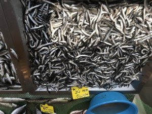 Vatandaşlar hamsi yerine Karadeniz Somonu’na yöneldi