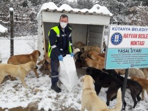 Sokak hayvanlarına yiyecek