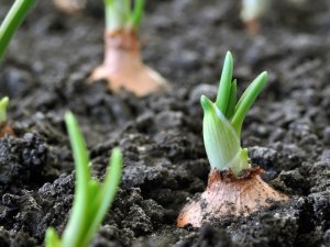 Organik tarım yüzde 46 arttı