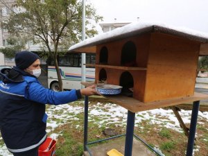 Büyükşehir, kar yağışında can dostlarını unutmadı
