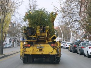 Keçiören’de ağaçlar verimli topraklara taşınıyor