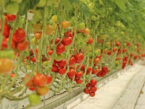 Pandemi döneminde topraksız tarıma ve domatese ilgi arttı