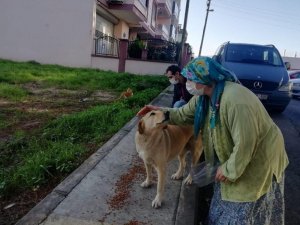 İzmir’de sokak hayvanları için 100 ton mama