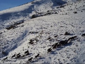 Yılkı atları drone ile görüntülendi