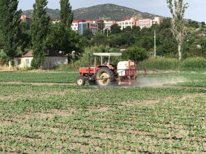 Ziraat Fakültesi desteğiyle kuraklığa dayalı pamuk tohumu geliştirildi