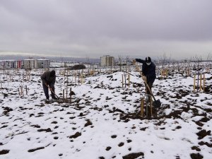 Keçiören Belediyesi meyve bahçesinin kış bakımını tamamladı