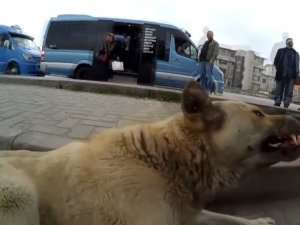 Sokak köpeklerini sinirlendirip kendini ısırttırıyor