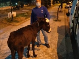 Sahipsiz eşek, ekiplere zor anlar yaşattı