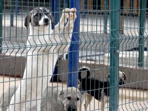 Afyonkarahisar’da sekiz yılda 8 bin sokak köpeği ve kedisi kısırlaştırıldı