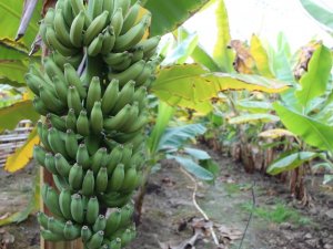 Atıl durumdaki domates serasında yılda 55 ton muz üretiyorlar