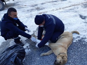 Aracın çarptığı köpeğe müdahale