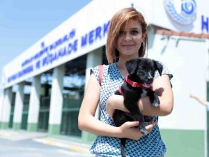 Bağcılar’da 8 bin 506 sokak hayvanı tedavi edildi