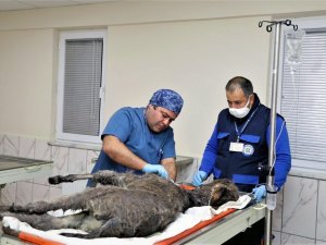 Rögara düşen Kadife için seferber oldular