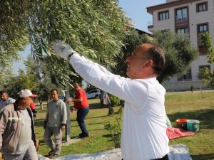 Turgutlu Belediyesi bin 442 kilogram zeytin yağı elde etti