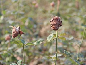 Sel sonrası 14 Şubat güllerinde ‘kara leke’ kabusu