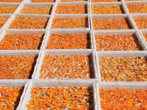 6 aylık kuru kayısı ihracatı 162 milyon dolara ulaştı