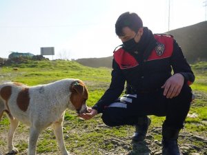 Polislerle sokak hayvanları arasındaki dostluk yürekleri ısıttı