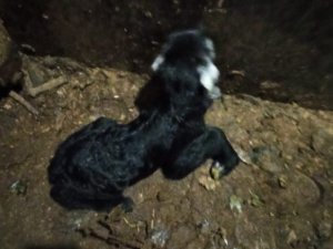 Uludere İlçe Tarım ve Orman Müdürü İnan, keçiyi sezaryenle doğurttu