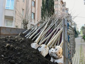 Esenyurt’ta kesilmek zorunda kalan ağaçların yerine yenileri dikildi