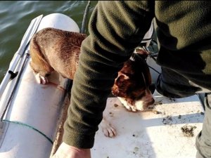 Baraja düşen köpeği Tarım ve Orman Müdürlüğü ekipleri kurtardı