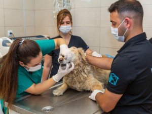 Kısırlaştırılan kedi-köpek sayısı iki katına çıktı