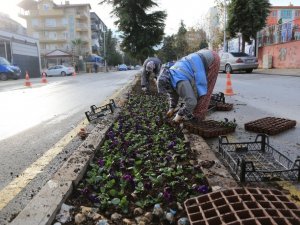 Pamukkale Belediyesi süs bitkilerini kendi yetiştiriyor