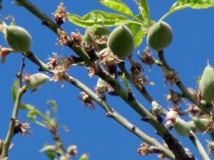 Çağla-badem hasadı başlıyor