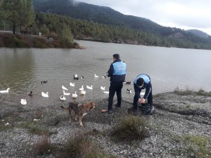 Zabıta ekipleri Göletteki ördekleri besledi