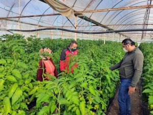 Pandemide tarımsal üretim arttı