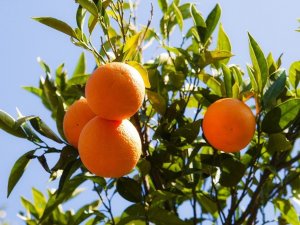 TİGEM 4 bin 700 ton portakal satışı yapacak