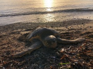 Datça’da deniz kaplumbağası ölü olarak bulundu