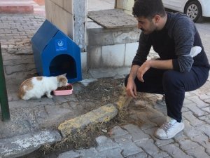 Sokak hayvanları için barınak