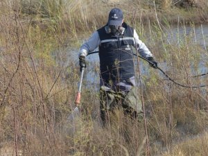Aliağa’da sivrisinek mücadelesi başladı