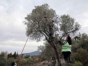 Soğuk sıkım Zeytinyağı aşevinde değerlendirilecek